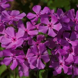 Photo of Phlox pilosa - Phlox pilosa flower detail:Debbie Roos