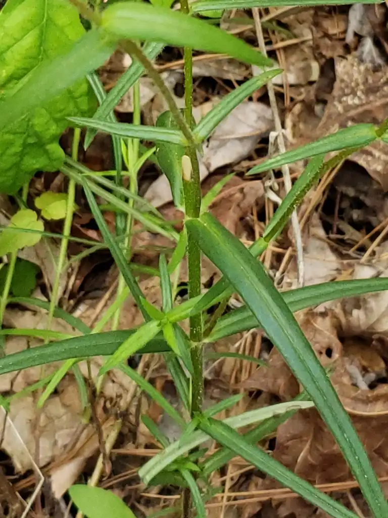 Photo of Phlox pilosa - Upper leaves:Darrel Brown