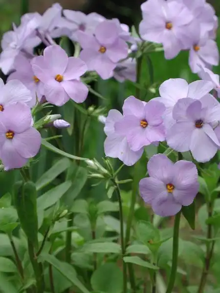 Foto de Phlox stolonifera (Phlox stoloniferas)
