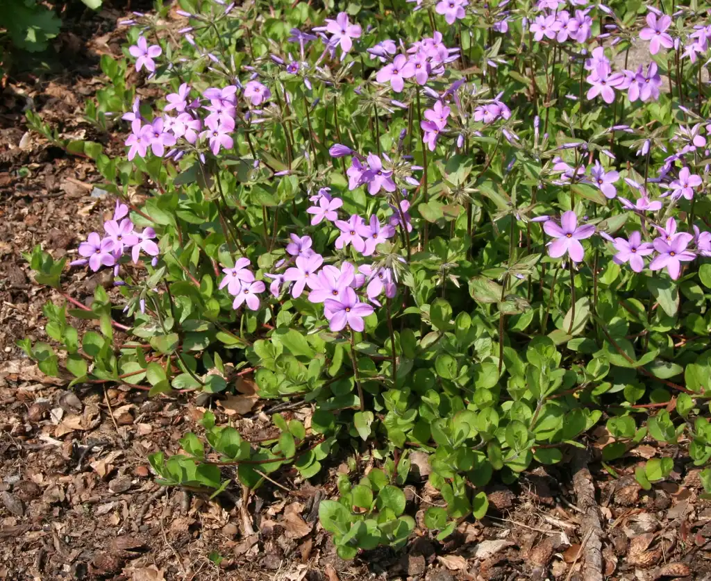 Foto de Phlox stolonifera (Phlox stoloniferas)