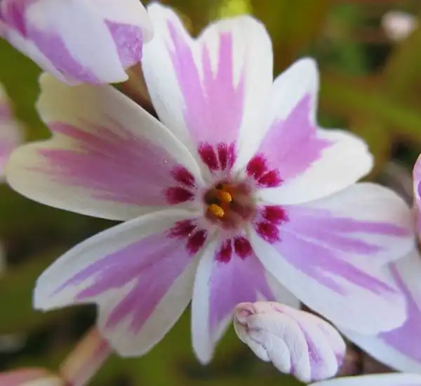 Фото Phlox subulata (Phlox subulatas)