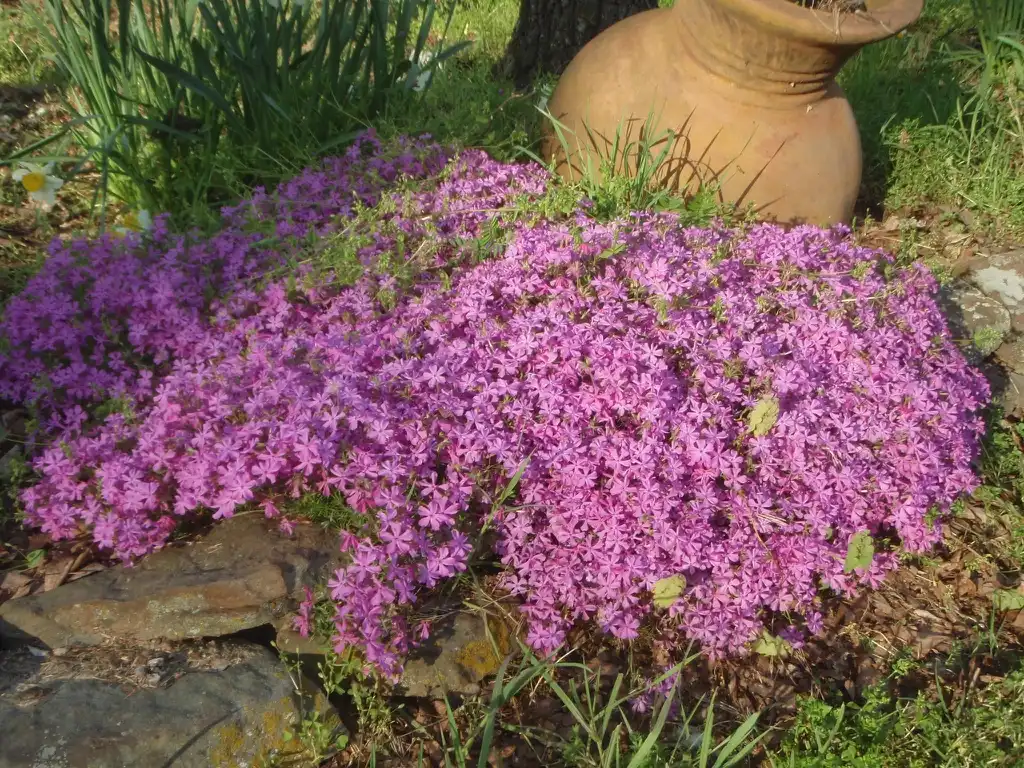 Фото Phlox subulata (Phlox subulatas)