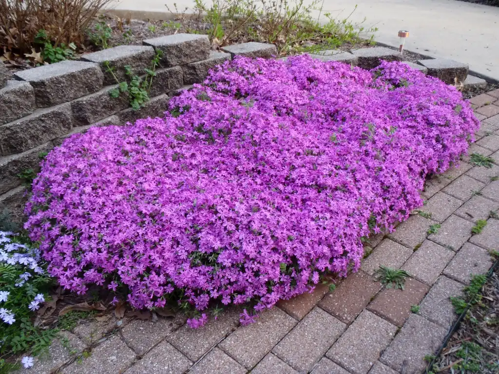 Фото Phlox subulata - Flower Form:Jim Robbins