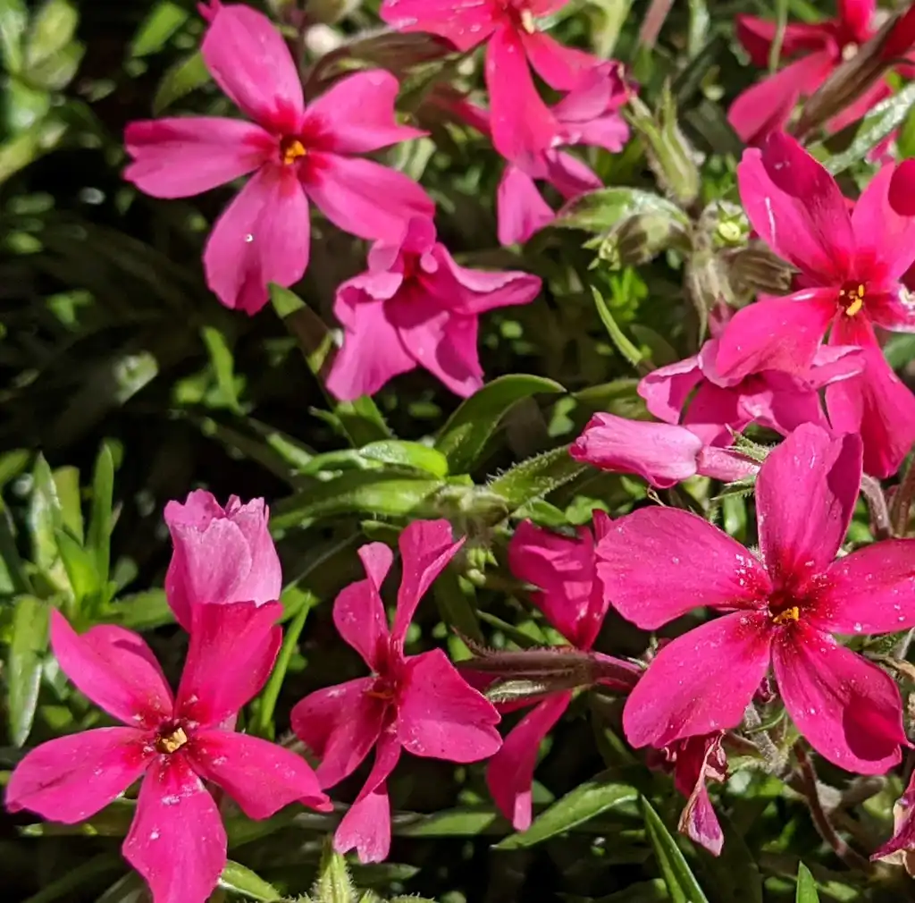 Фото Phlox subulata - Close-up flowers:Ben A. Bergmann