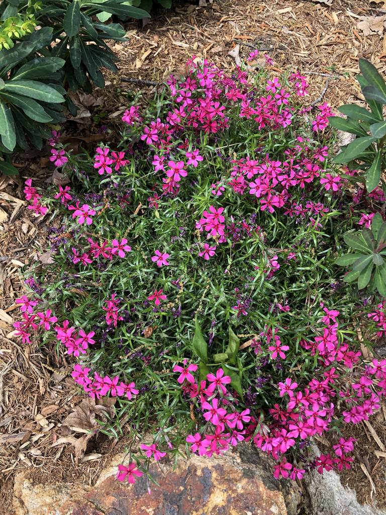 Фото Phlox subulata - 'Red Wing' Full Form (Durham County,NC)-Spring:Andrea Laine