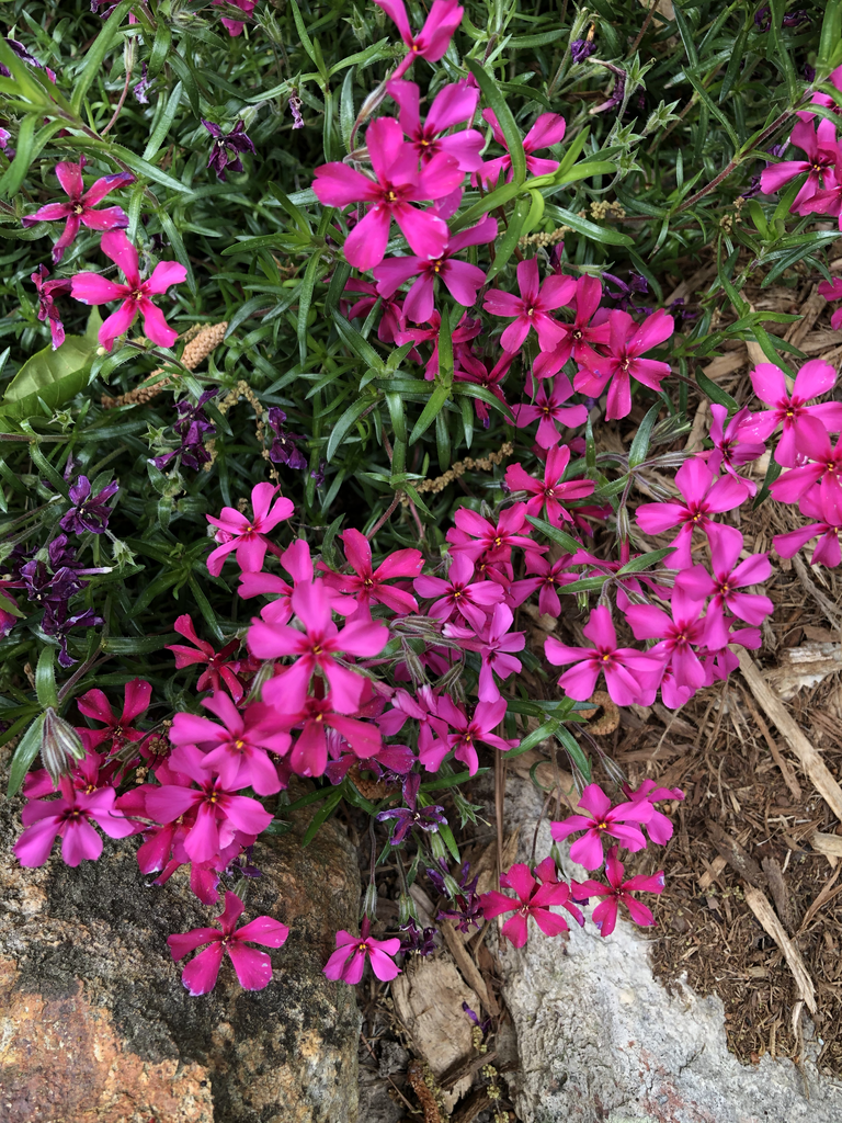 Фото Phlox subulata - 'Red Wing' Flower Close-up (Durham County,NC)-Spring:Andrea Laine