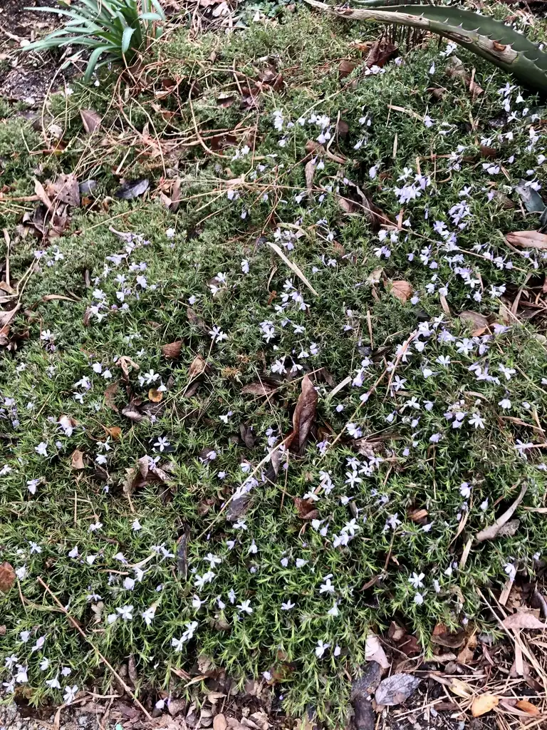 Фото Phlox subulata - Form (Wake County,NC)-Early Spring:Cathy Dewitt