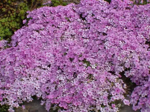 Photo of Phlox (Phloxs)