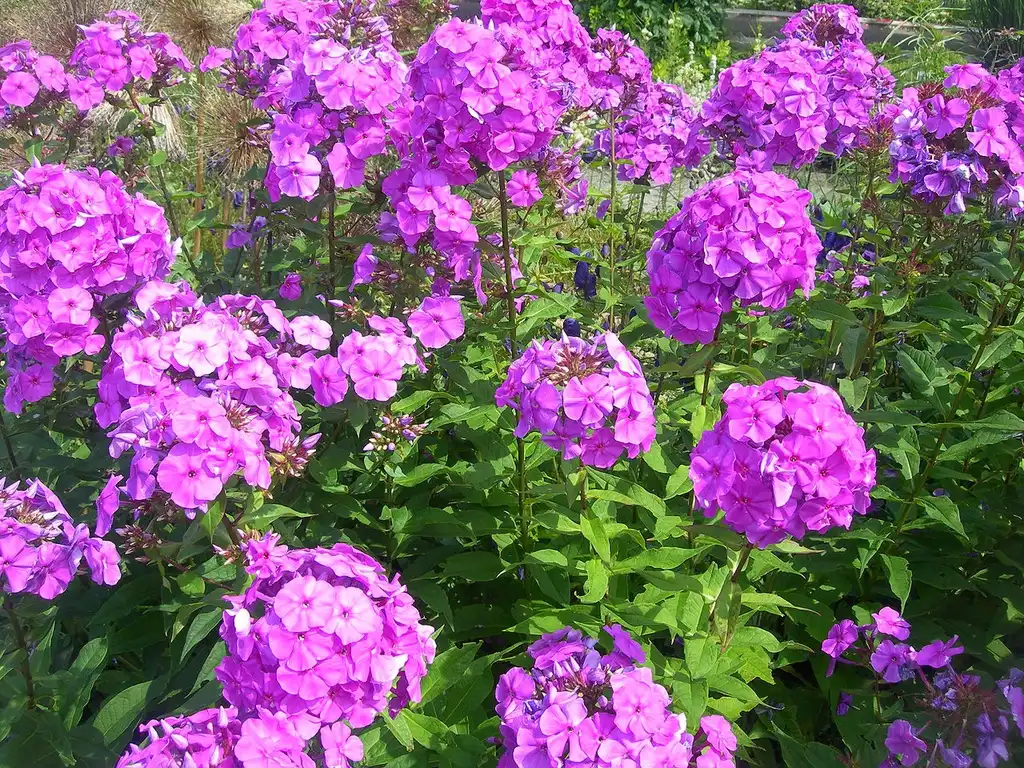 Photo of Phlox (Phloxs)