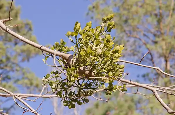 Foto de Phoradendron leucarpum (Phoradendron leucarpums)