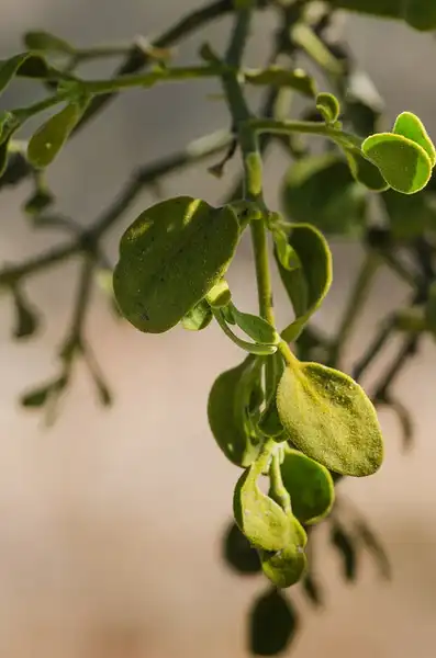 Foto de Phoradendron leucarpum (Phoradendron leucarpums)