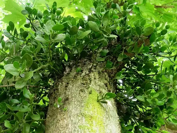 Foto de Phoradendron leucarpum - Phoradendron leucarpum:Nancy Magnusson
