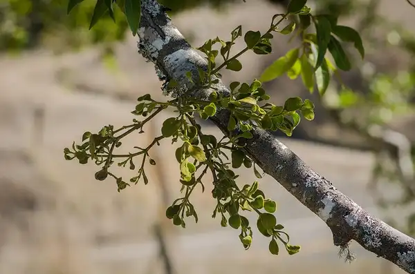 Foto de Phoradendron leucarpum - Phoradendron leucarpum:Franco Folini