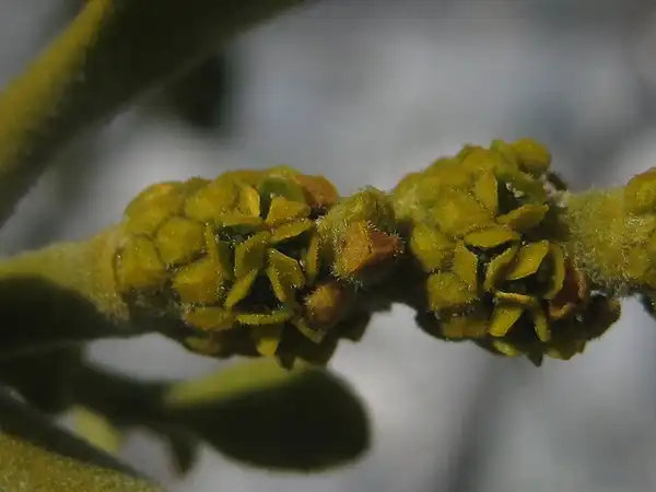 Foto de Phoradendron leucarpum - A closeup of Phoradendron leucarpum flowers:sedges_have_edges
