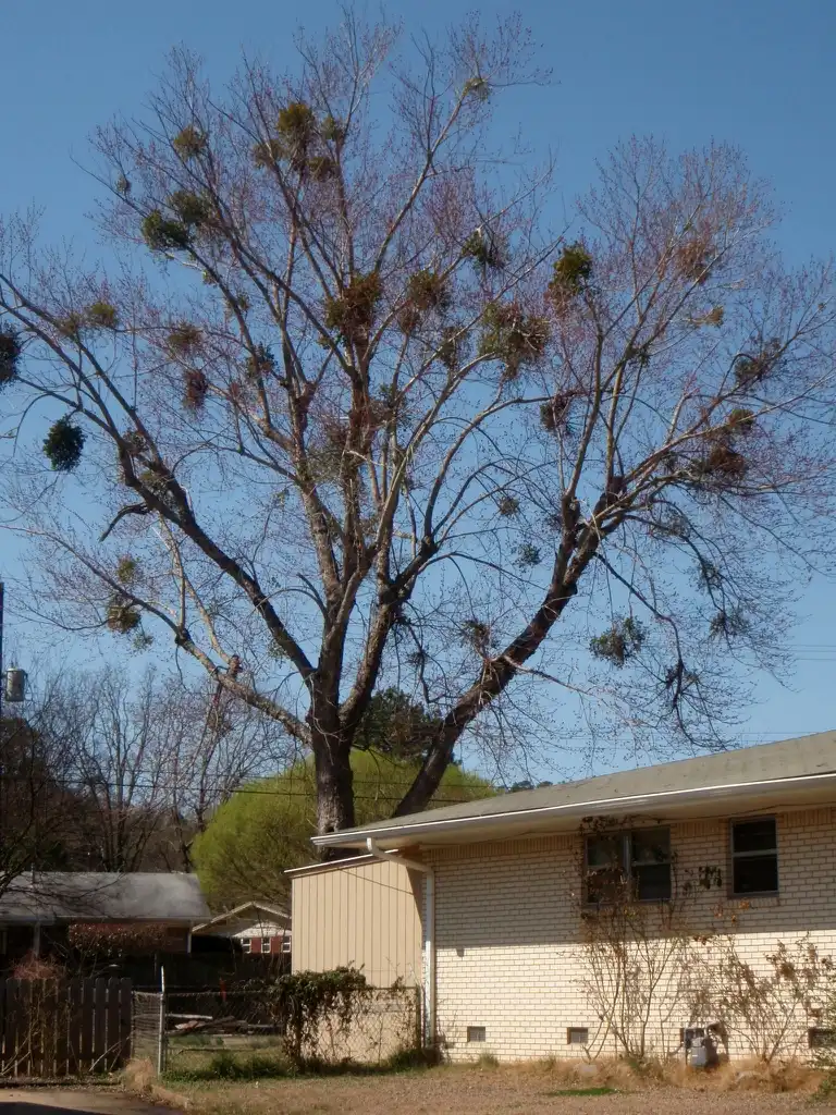 Foto de Phoradendron leucarpum - Fall Tree:Jim Robbins