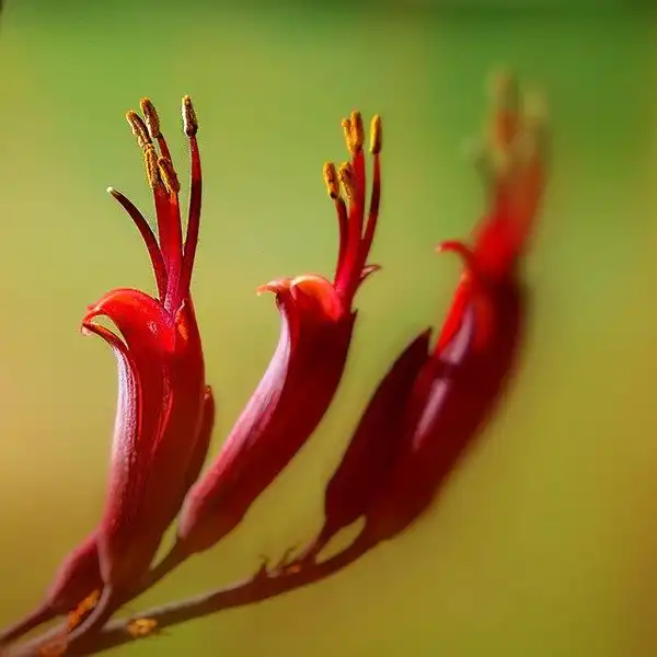 Photo of Phormium tenax (Phormium tenaxs)