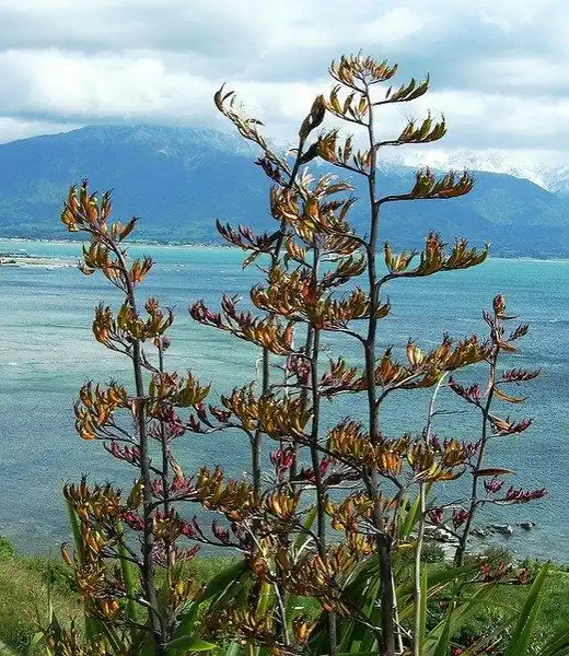 Photo of Phormium tenax (Phormium tenaxs)