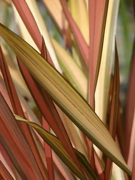 Photo of Phormium tenax - Leaf detail:Forest and Kim Starr