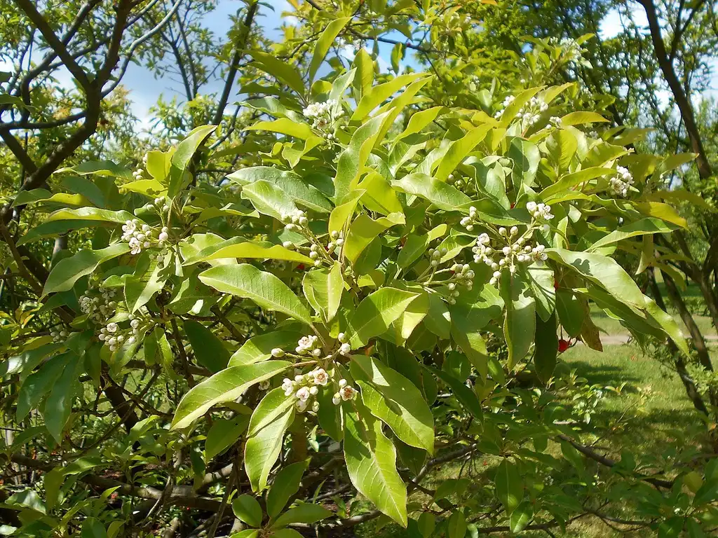 Photo of Photinia davidiana (Photinia davidianas)