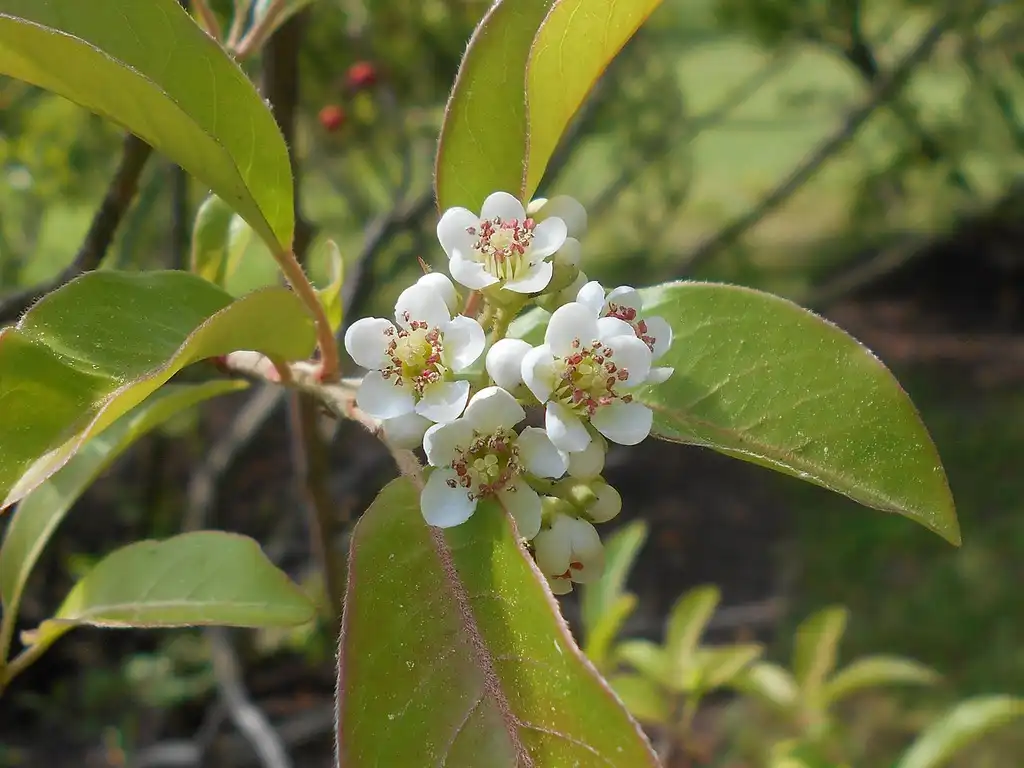 Photo of Photinia davidiana (Photinia davidianas)