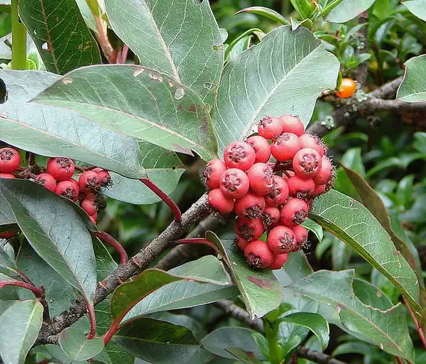 Photo of Photinia davidiana - Fruit:Dick Culbert