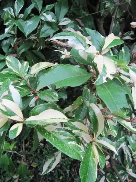 Photo of Photinia davidiana - 'Palette' leaves:Leonora Enking