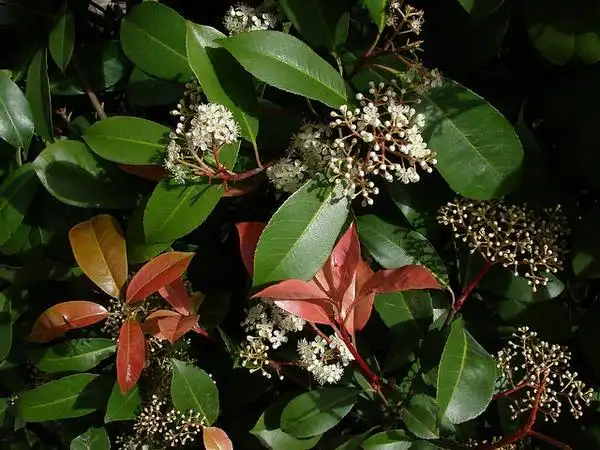 Foto de Photinia glabra (Photinia glabras)
