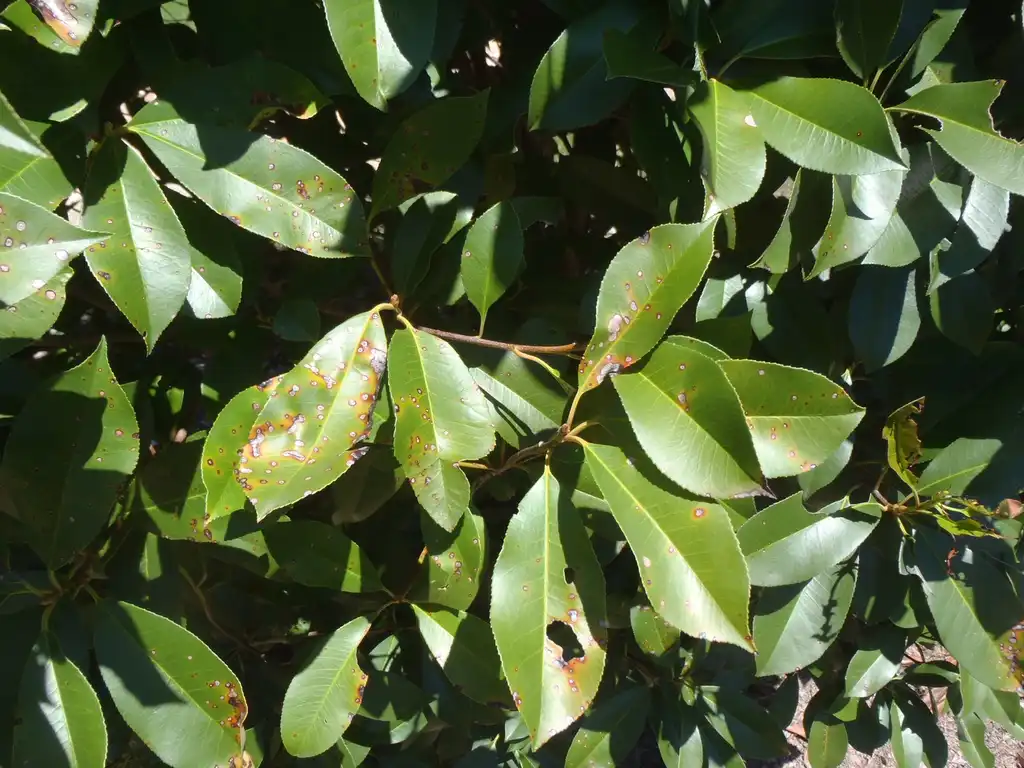 Foto de Photinia glabra (Photinia glabras)