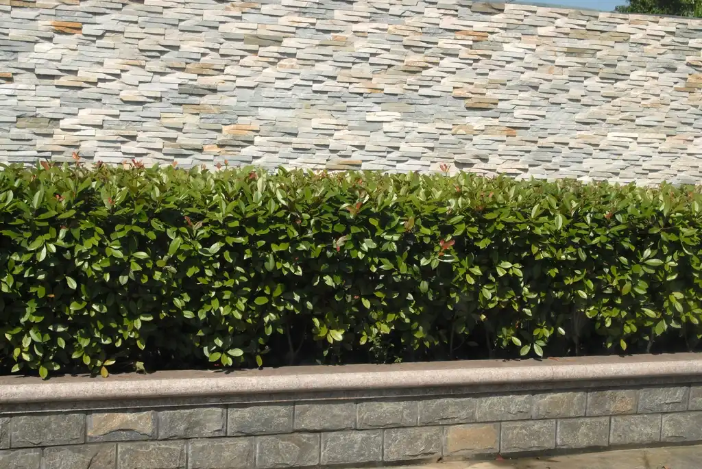 Foto de Photinia glabra - Form:Jim Robbins