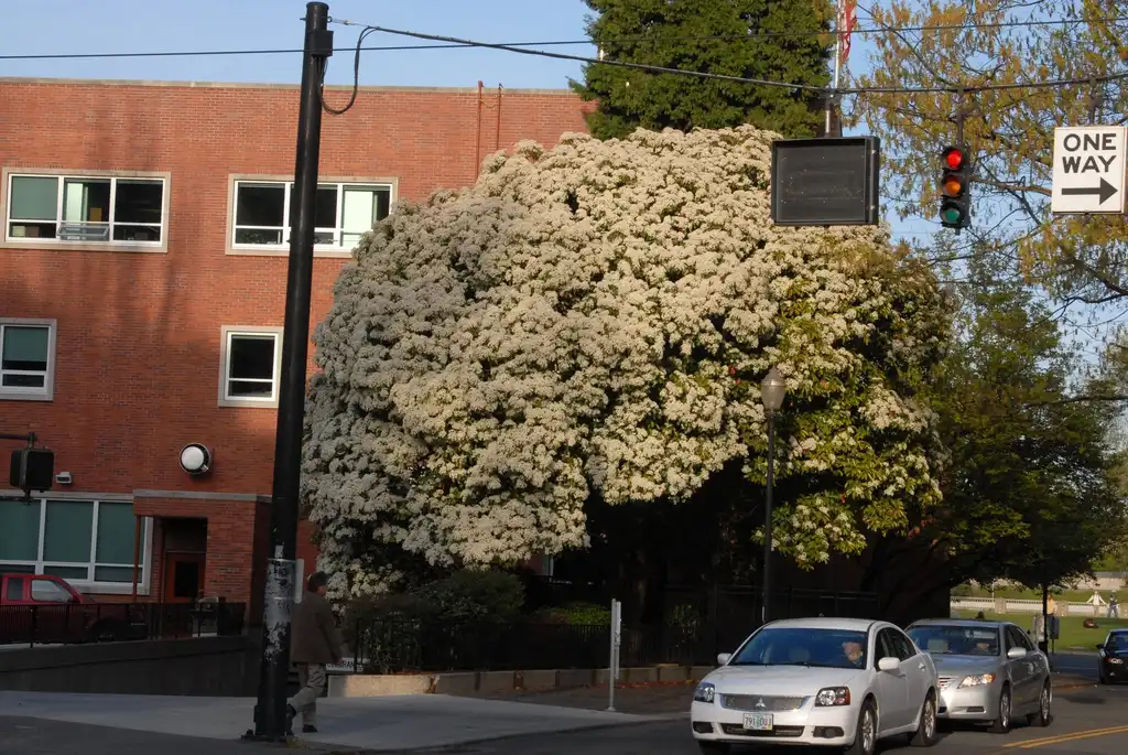 Foto de Photinia serratifolia (Photinia serratifolias)