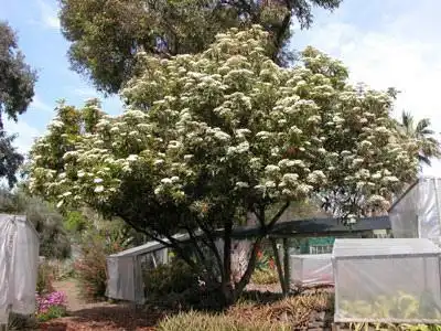 Фото Photinia serrulata (Photinia serrulatas)