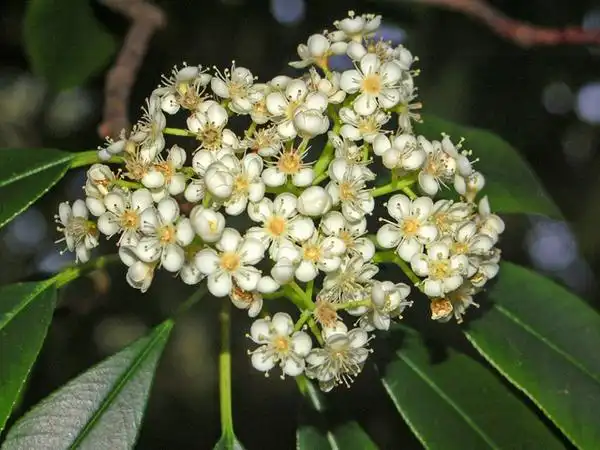Фото Photinia serrulata (Photinia serrulatas)