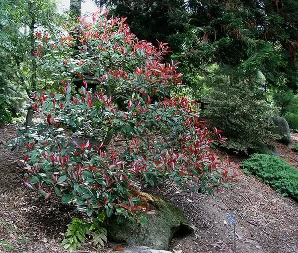 Foto de Photinia x fraseri (Photinia x fraseris)