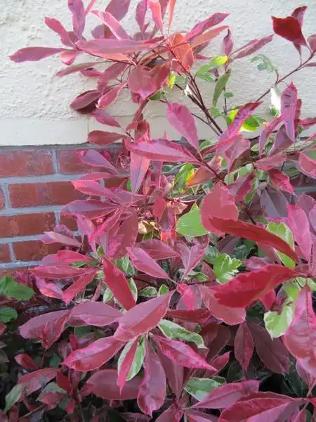 Foto de Photinia x fraseri (Photinia x fraseris)