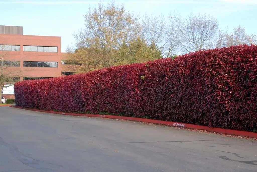 Foto de Photinia x fraseri - Photinia x fraseri Form:Jim Robbins