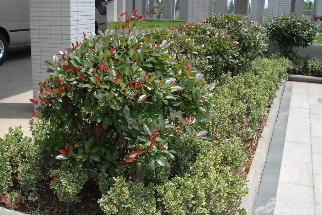 Foto de Photinia x fraseri - Form in China:Jim Robbins