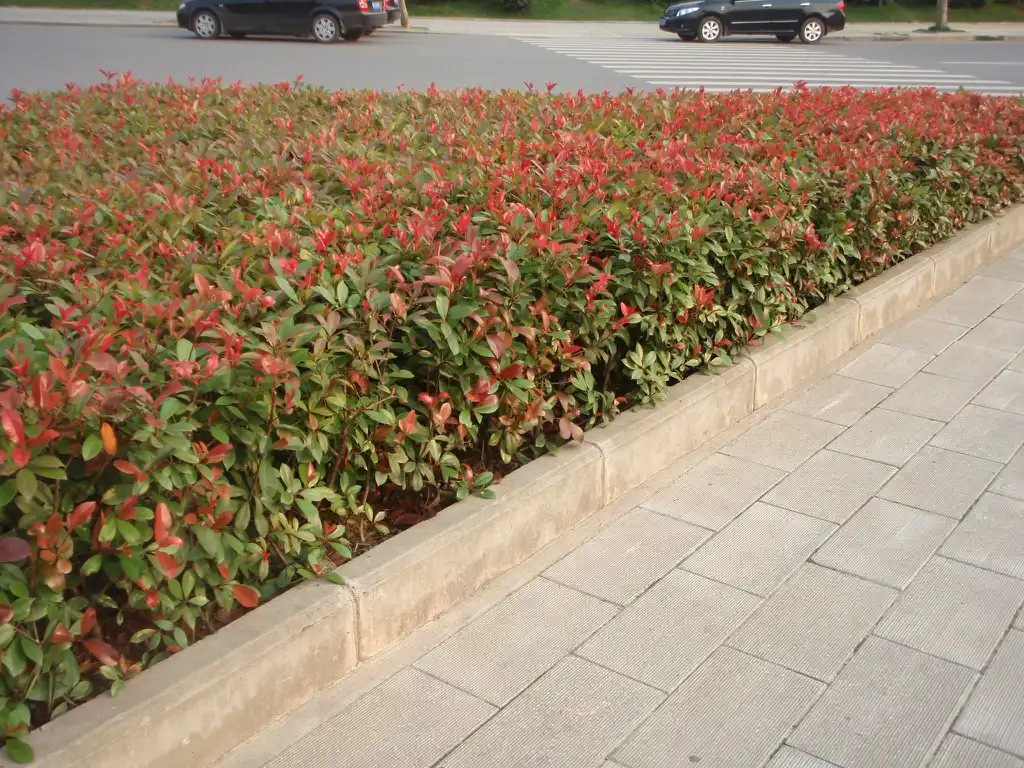 Foto de Photinia x fraseri - As a plantation:Jim Robbins