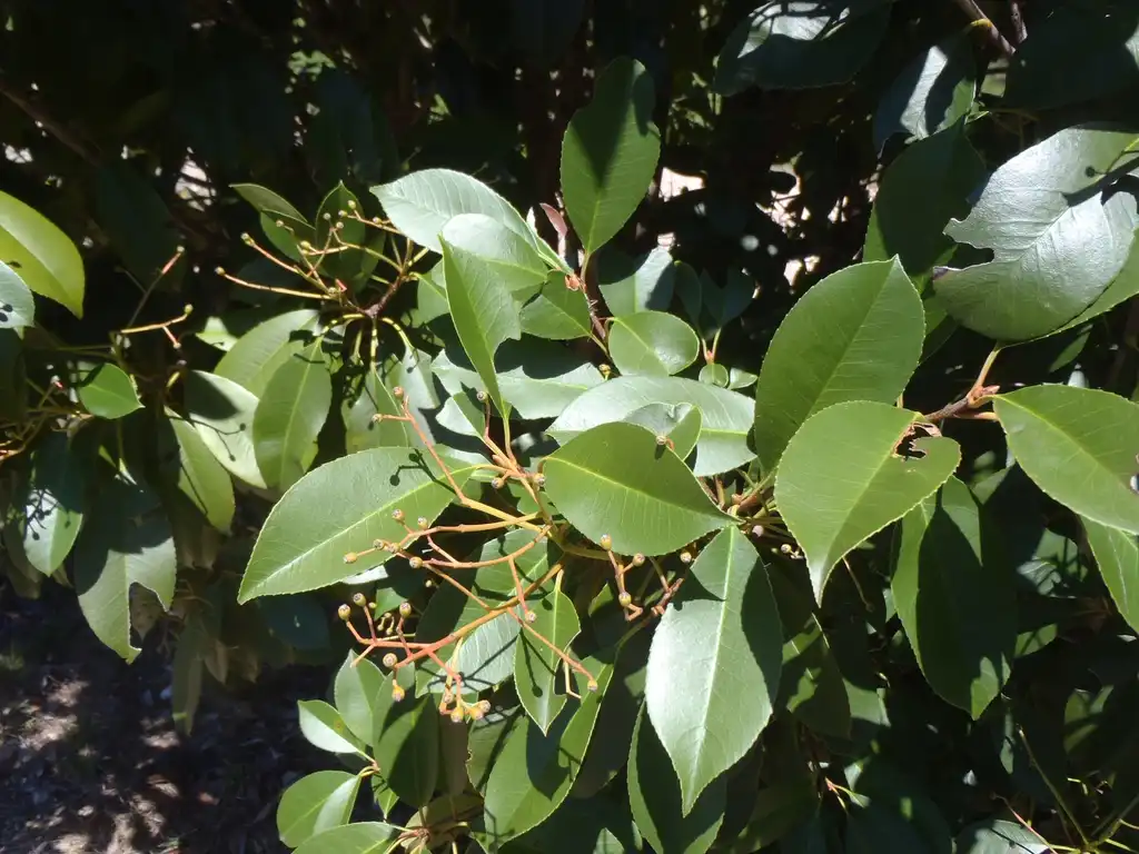 Foto de Photinia x fraseri - Leaves Close-Up:Jim Robbins