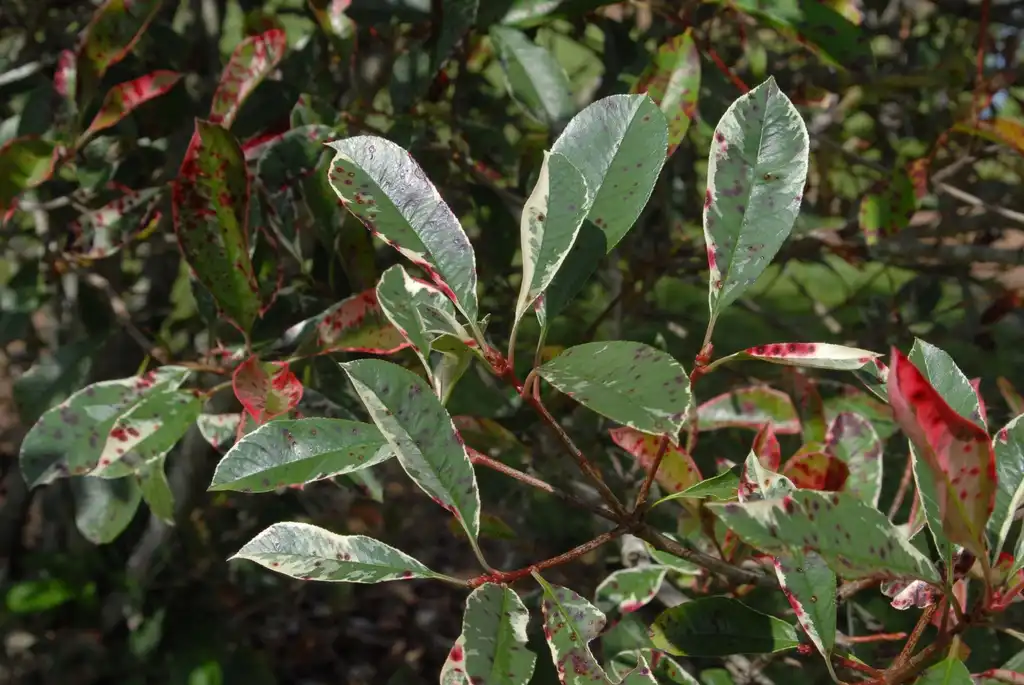 Foto de Photinia x fraseri - 'Pink Marble' Leaf Spot:Jim Robbins
