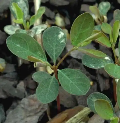 Foto de Phyllanthus tenellus (Phyllanthus tenelluss)