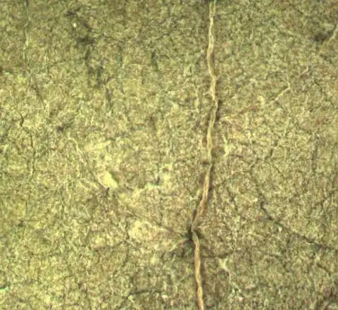 Foto de Phyllanthus tenellus (Phyllanthus tenelluss)
