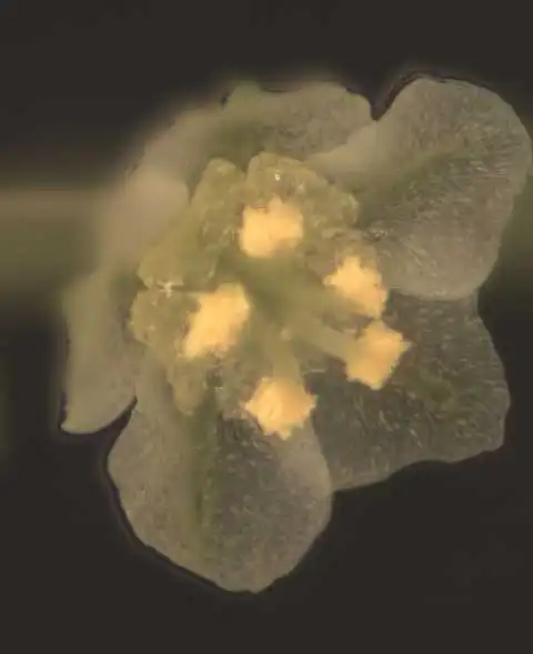 Foto de Phyllanthus tenellus - Flower:Alexander Krings