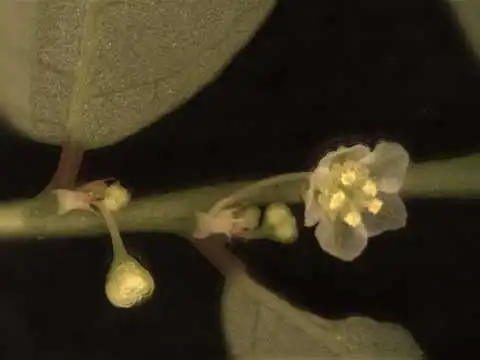 Foto de Phyllanthus tenellus - Inflorescence:Alexander Krings