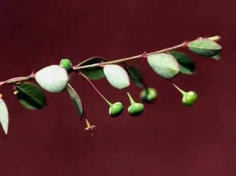 Foto de Phyllanthus tenellus - Infructescence:Alexander Krings