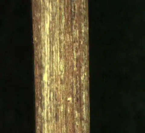 Foto de Phyllanthus tenellus - Stem:Alexander Krings
