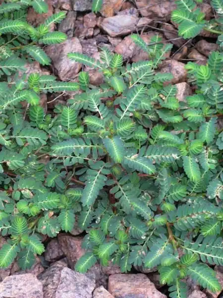 Photo of Phyllanthus urinaria (Phyllanthus urinarias)
