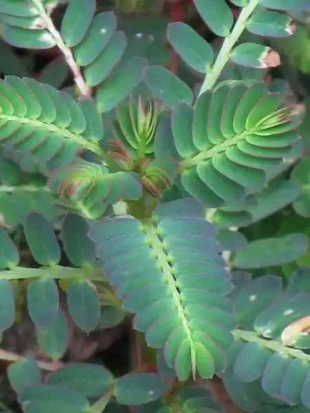Photo of Phyllanthus urinaria (Phyllanthus urinarias)