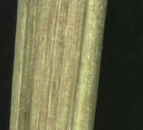 Photo of Phyllanthus urinaria - Stem:Alexander Krings
