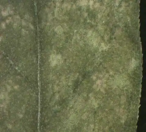 Photo of Phyllanthus urinaria - Abexial leaf surface:Alexander Krings