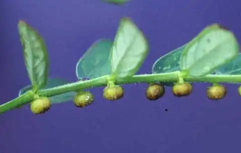 Photo of Phyllanthus urinaria - Infructescence:Alexander Krings